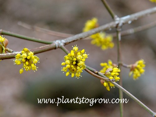Cornelian Cherry (Cornus mas)
The flowers bloom very early even before the Forsythia. (April 11)